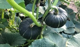 开平网红吃瓜群微信,揭秘网络红人的幕后故事